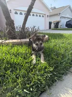 Puppy , a male German Shepherd Dog for sale in Orlando, FL – 7 of 7