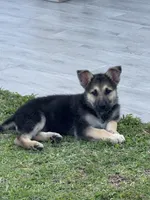 Puppy , a male German Shepherd Dog for sale in Orlando, FL – 4 of 7