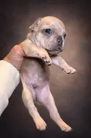 Wolfey, a male French Bulldog for sale in Snohomish, WA – 9 of 9