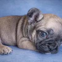 Zora, a female French Bulldog for sale in Snohomish, WA – Photo 2 of 6