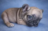 Dora, a female French Bulldog for sale in Snohomish, WA – Photo 2 of 6