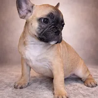 Zora, a female French Bulldog for sale in Snohomish, WA – Photo 4 of 6