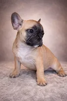 Dora, a female French Bulldog for sale in Snohomish, WA – Photo 4 of 6