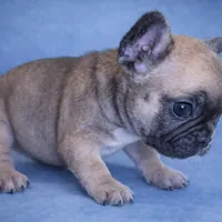 Zora, a female French Bulldog for sale in Snohomish, WA – Photo 3 of 6