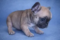 Dora, a female French Bulldog for sale in Snohomish, WA – Photo 3 of 6