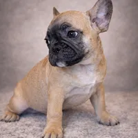Zora, a female French Bulldog for sale in Snohomish, WA – Photo 6 of 6