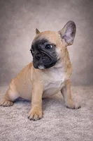 Dora, a female French Bulldog for sale in Snohomish, WA – Photo 6 of 6