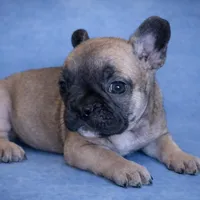 Zora, a female French Bulldog for sale in Snohomish, WA – Photo 5 of 6