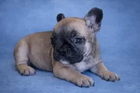 Dora, a female French Bulldog for sale in Snohomish, WA – Photo 5 of 6