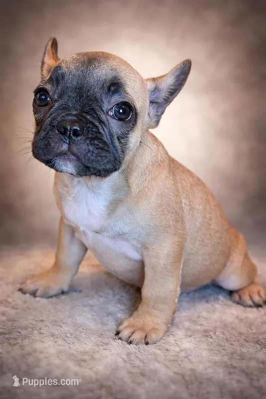 Dora, a female French Bulldog for sale in Snohomish, WA – Photo 1 of 6