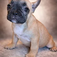 Zora, a female French Bulldog for sale in Snohomish, WA – Photo 1 of 6