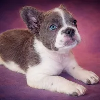 Ashe, a female French Bulldog for sale in Snohomish, WA – Photo 3 of 7