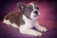 Ashe, a female French Bulldog for sale in Snohomish, WA – Photo 3 of 7