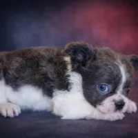 Ashe, a female French Bulldog for sale in Snohomish, WA – Photo 6 of 7