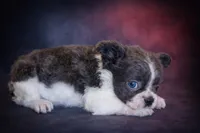 Ashe, a female French Bulldog for sale in Snohomish, WA – Photo 6 of 7