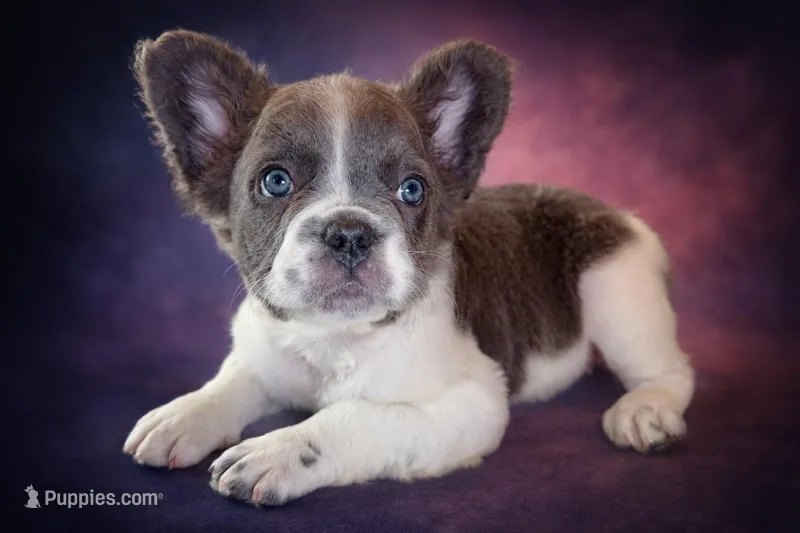 Ashe, a female French Bulldog for sale in Snohomish, WA – Photo 1 of 7