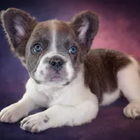 Ashe, a female French Bulldog for sale in Snohomish, WA – Photo 1 of 7