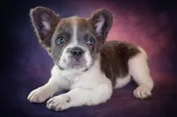 Ashe, a female French Bulldog for sale in Snohomish, WA – Photo 1 of 7