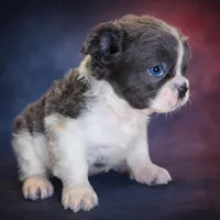 Ashe, a female French Bulldog for sale in Snohomish, WA – Photo 2 of 7