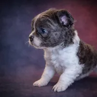 Ashe, a female French Bulldog for sale in Snohomish, WA – Photo 5 of 7