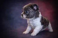 Ashe, a female French Bulldog for sale in Snohomish, WA – Photo 5 of 7