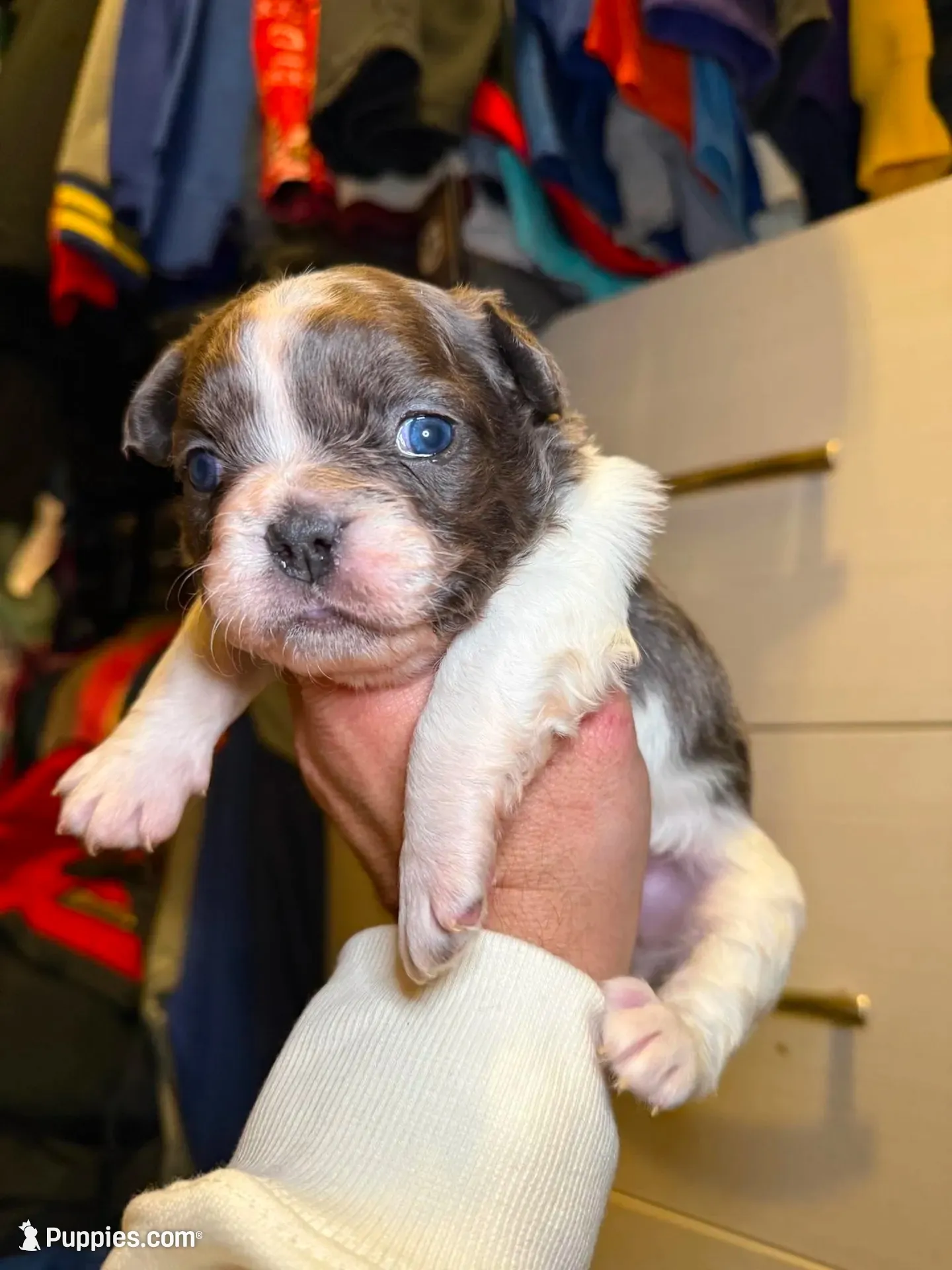 Ashe, a female French Bulldog for sale in Snohomish, WA – 10 of 10
