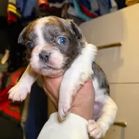 Ashe, a female French Bulldog for sale in Snohomish, WA – Photo 7 of 7