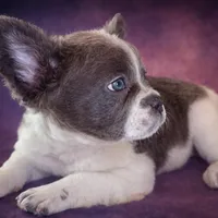 Ashe, a female French Bulldog for sale in Snohomish, WA – Photo 4 of 7