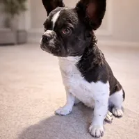 Snickers, a female French Bulldog for sale in Snohomish, WA – Photo 2 of 6