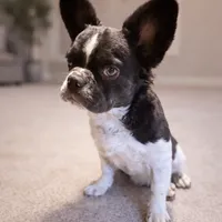 Snickers, a female French Bulldog for sale in Snohomish, WA – Photo 1 of 6