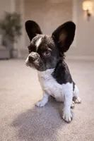 Snickers, a female French Bulldog for sale in Snohomish, WA – Photo 1 of 6