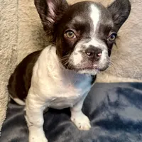 Snickers, a female French Bulldog for sale in Snohomish, WA – Photo 5 of 6