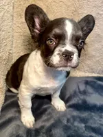 Snickers, a female French Bulldog for sale in Snohomish, WA – Photo 5 of 6