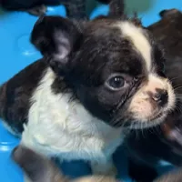 Snickers, a female French Bulldog for sale in Snohomish, WA – Photo 6 of 6