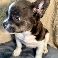 Snickers, a female French Bulldog for sale in Snohomish, WA – Photo 4 of 6
