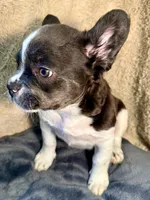 Snickers, a female French Bulldog for sale in Snohomish, WA – Photo 4 of 6