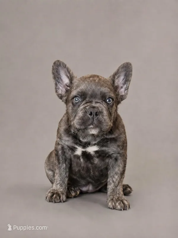 Crunch – French Bulldog puppy for sale in Snohomish, WA