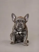 Crunch, a male French Bulldog for sale in Snohomish, WA – 1 of 8