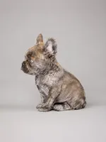Krackle, a male French Bulldog for sale in Snohomish, WA – 3 of 7