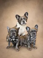 Krackle, a male French Bulldog for sale in Snohomish, WA – 3 of 10