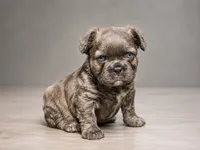 Krackle, a male French Bulldog for sale in Snohomish, WA – 4 of 7