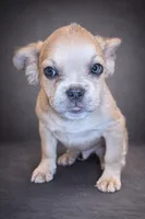 Wolfey, a male French Bulldog for sale in Snohomish, WA – 2 of 9