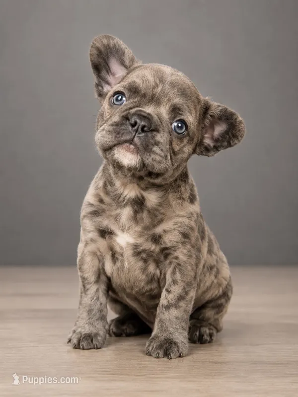 Krackle – French Bulldog puppy for sale in Snohomish, WA