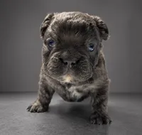 Crunch, a male French Bulldog for sale in Snohomish, WA – 7 of 8