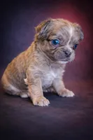 Wolfey, a male French Bulldog for sale in Snohomish, WA – Photo 4 of 5