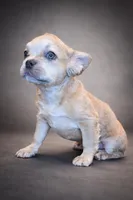 Wolfey, a male French Bulldog for sale in Snohomish, WA – Photo 3 of 5