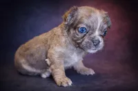 Wolfey, a male French Bulldog for sale in Snohomish, WA – Photo 5 of 5