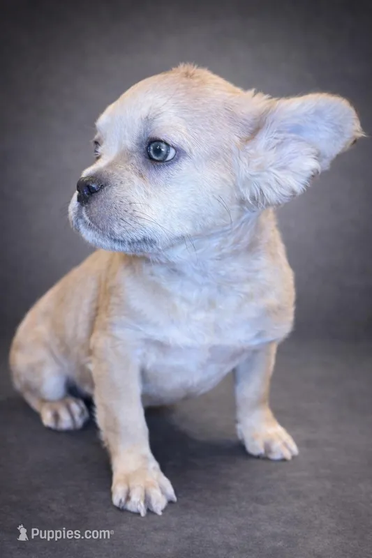 Wolfey – French Bulldog puppy for sale in Snohomish, WA