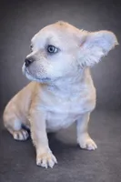 Wolfey, a male French Bulldog for sale in Snohomish, WA – Photo 1 of 5