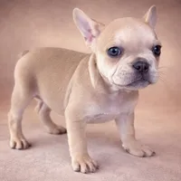 Biscuit, a male French Bulldog for sale in Snohomish, WA – Photo 3 of 7